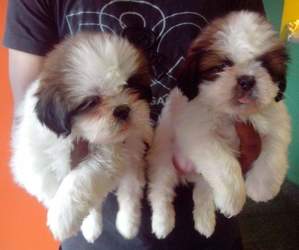 Male And Female Shih Tzu For Sale Delhi Free Classified Ads